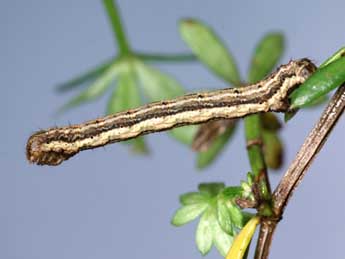 Chenille de Coenotephria ablutaria Bsdv. - ©Lionel Taurand